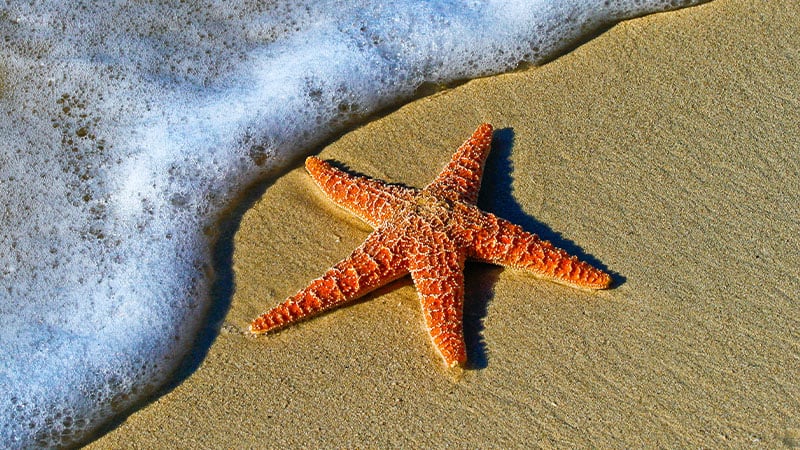 Starfish on the beach