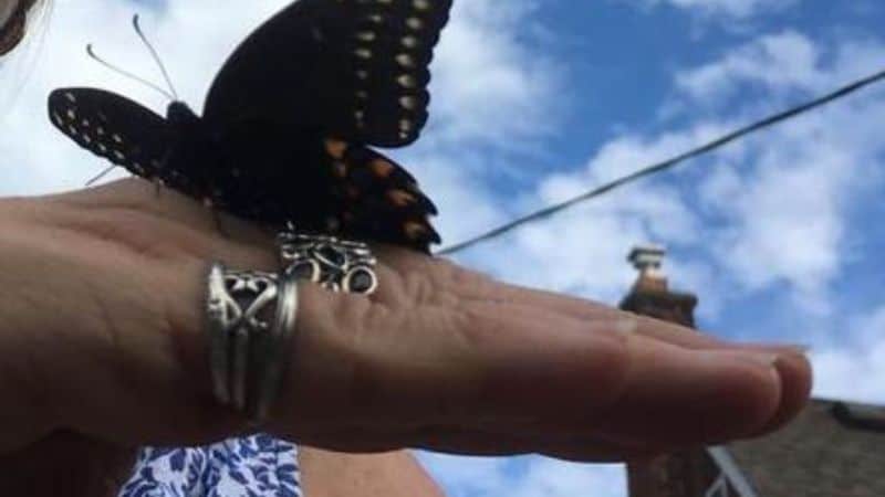 Black Swallowtail butterfly resting on a hand
