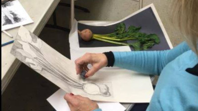 A blonde woman in a blue sweater seated at a table with a drawing board leaning against it is drawing a beet while looking at a beet.