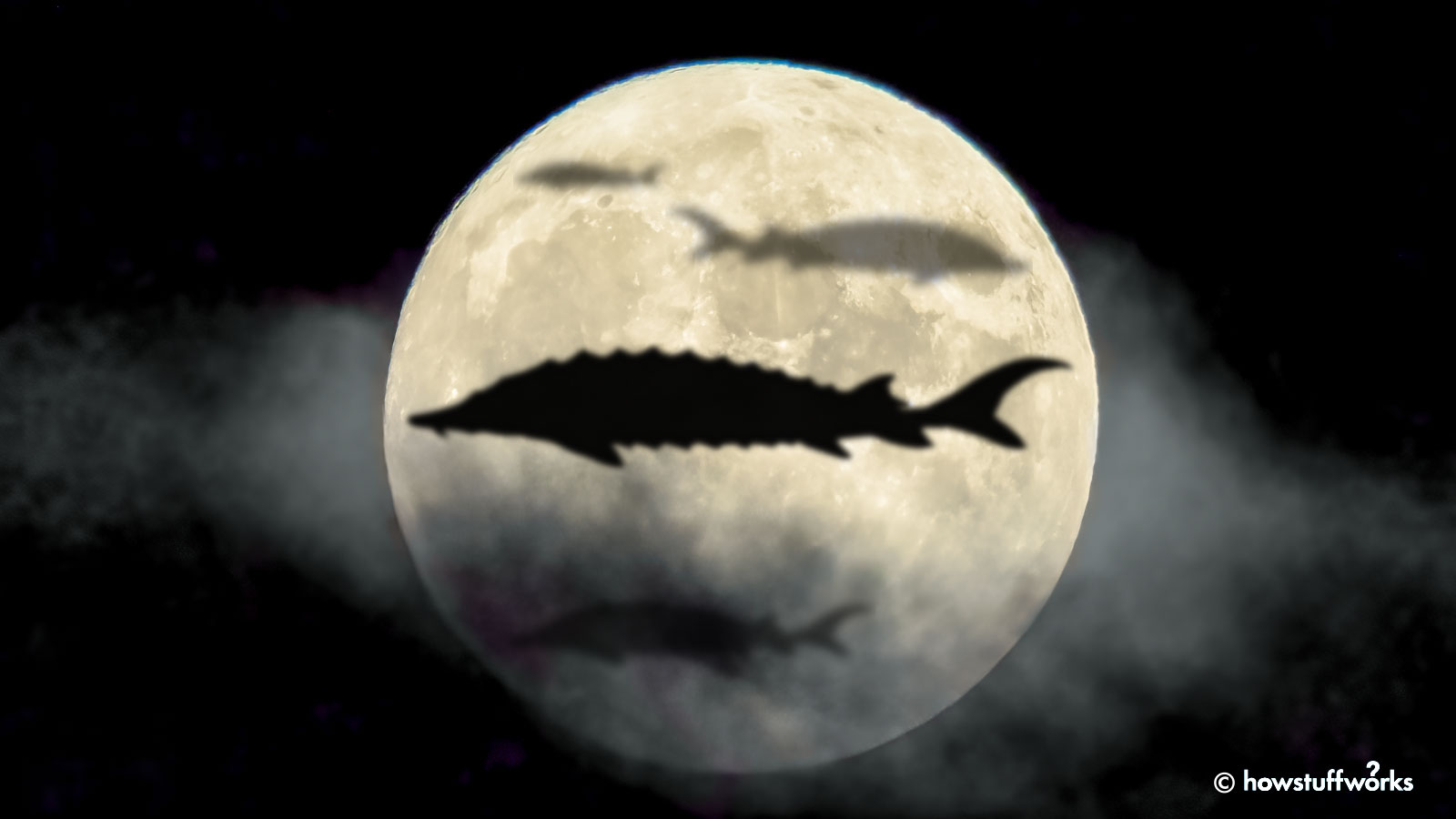 The shadow of four sturgeon fish inside a full moon.